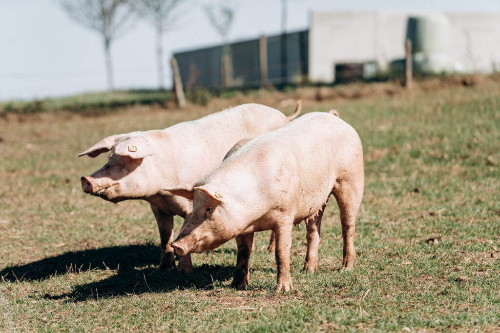 Pigs