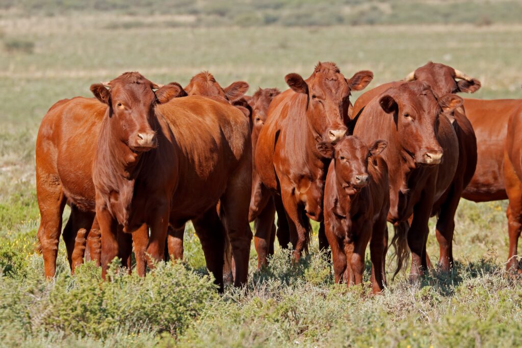 Cattle